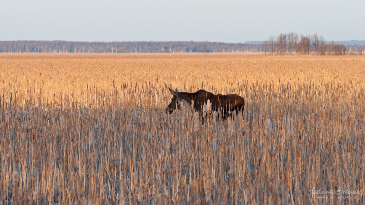 066_Biebrza - kwiecien 2013.jpg
